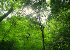 森林セラピーと観光振興について現状と課題