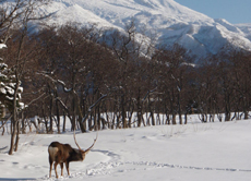 雪と静寂の世界　冬の知床五湖を歩くエコツアー開始
