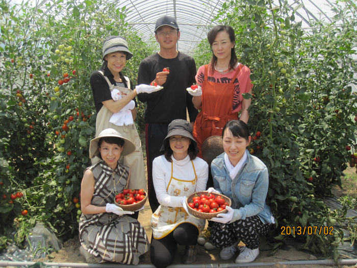 トマト農家で収穫体験