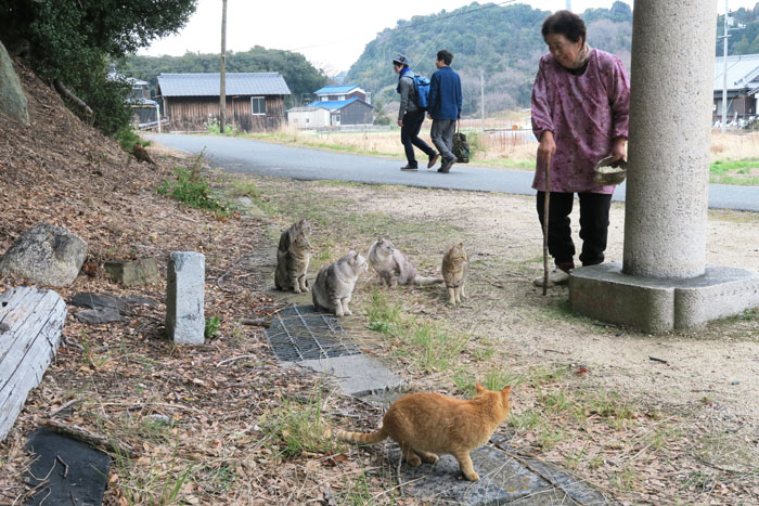 豊島で会った、猫を10匹も散歩させるお母さん