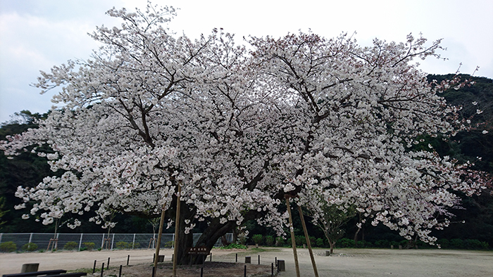 衣干百年桜が満開3月30日の様子　場所は唐津市二タ子の唐津赤十字病院付近 