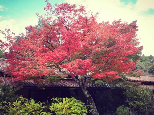 紅葉など季節感が伝わる写真はFacebookでも人気