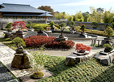 「盆栽美術館」が外国人観光客に人気