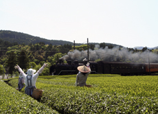インスタでフォトコンテスト開催　川根茶の風景を募集