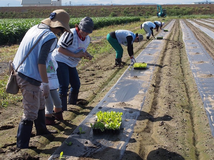 「岩沼復興アグリツーリズム」で白菜の植え付け体験