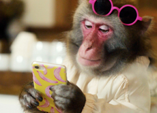 猿のトッチーが主人公のPR動画「知られ猿とちぎ旅」公開　